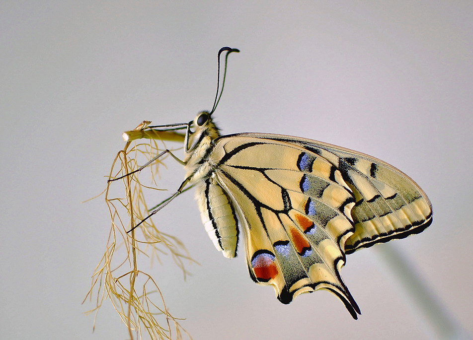 bruco, e protuberanze sconosciute - Papilio machaon